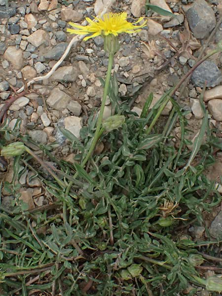 Scorzonera laciniata \ Schlitzblttrige Schwarzwurzel / Cutleaf Viper's Grass, GR Peloponnes, Chelmos 18.5.2024