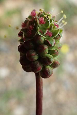 Sanguisorba minor \ Kleiner Wiesenknopf / Salad Burnet, GR Peloponnes, Chelmos 18.5.2024