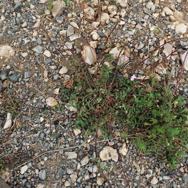 Sanguisorba minor \ Kleiner Wiesenknopf / Salad Burnet, GR Peloponnes, Chelmos 18.5.2024