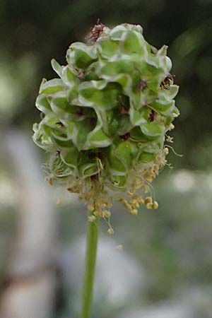 Sanguisorba minor \ Kleiner Wiesenknopf / Salad Burnet, GR Peloponnes, Saitas 19.5.2024