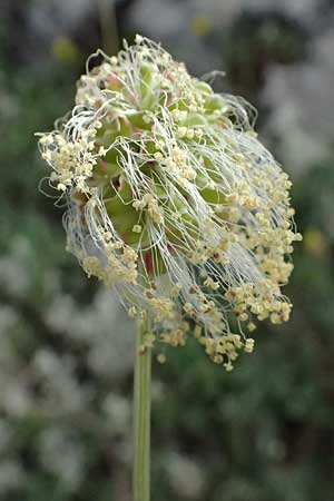 Sanguisorba minor \ Kleiner Wiesenknopf / Salad Burnet, GR Peloponnes, Mt. Kyllini, Ziria 21.5.2024