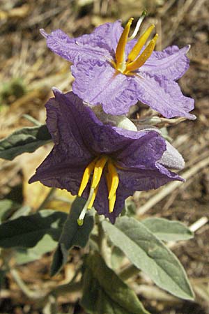 Solanum elaeagnifolium \ lweidenblttriger Nachtschatten / Silverleaf Nightshade, Horse Nettle, GR Meteora 28.8.2007