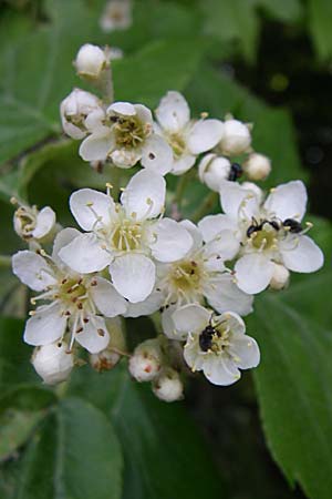 Sorbus torminalis \ Elsbeere / Wild Service Tree, GR Zagoria, Negades 18.5.2008