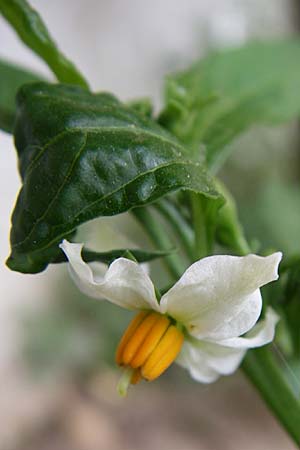 Solanum pseudocapsicum \ Korallen-Bumchen, Korallen-Kirsche / Jerusalem Cherry, Winter Cherry, GR Athen 21.5.2008