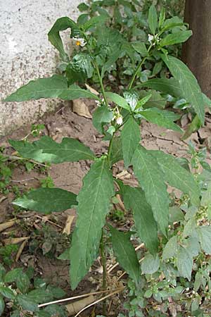 Solanum pseudocapsicum \ Korallen-Bumchen, Korallen-Kirsche / Jerusalem Cherry, Winter Cherry, GR Athen 21.5.2008