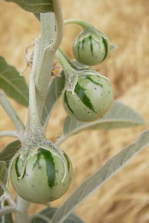 Solanum elaeagnifolium \ lweidenblttriger Nachtschatten / Silverleaf Nightshade, Horse Nettle, GR Athen 2.9.2014