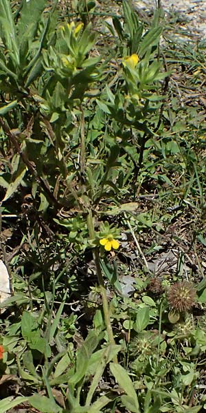 Scutellaria orientalis \ Orientalisches Helmkraut / Yellow-Flowered Skullcap, GR Peloponnes, Taygetos, Viros - Schlucht / Gorge 31.5.2024