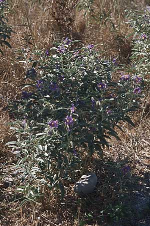 Solanum elaeagnifolium \ lweidenblttriger Nachtschatten / Silverleaf Nightshade, Horse Nettle, GR Koronisia 6.9.2007