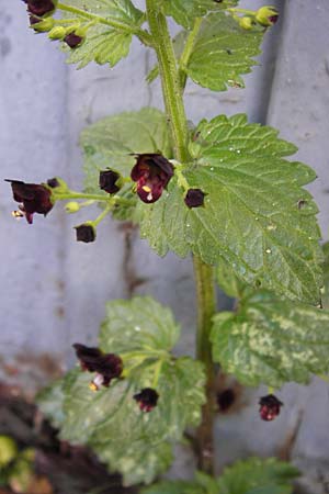 Scrophularia peregrina \ Mittelmeer-Braunwurz, Nesselbl&auml;ttrige Braunwurz / Mediterranean Figwort, GR Peloponnes, Andritsena 28.3.2013