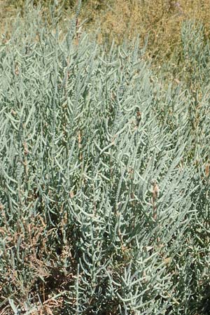 Salicornia fruticosa \ Strauchige Gliedermelde / Glasswort, GR Euboea (Evia), Kanatadika 25.8.2017
