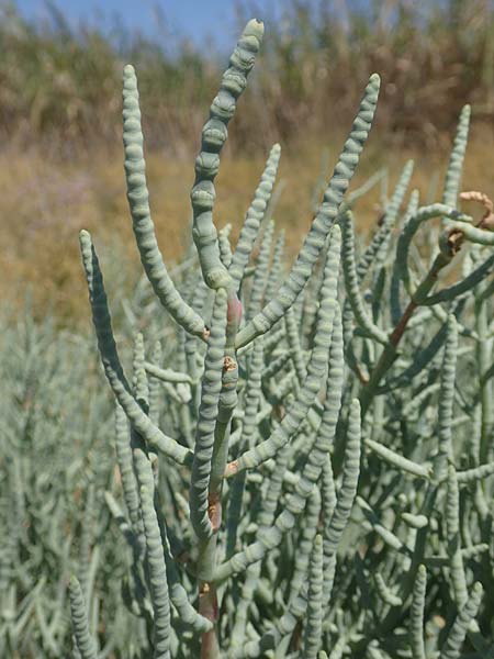 Salicornia fruticosa \ Strauchige Gliedermelde / Glasswort, GR Euboea (Evia), Kanatadika 25.8.2017