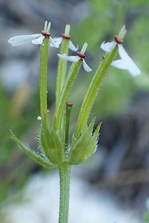 Scandix australis \ S&uuml;dlicher Venuskamm / Southern Shepherd's Needle, GR Parnitha 22.3.2019