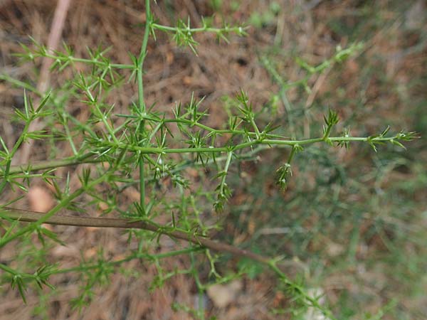 Asparagus aphyllus \ Blattloser Spargel / Mediterranean Asparagus, Prickly Asparagus, GR Athen, Mount Egaleo 10.4.2019