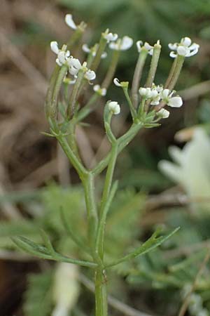 Scandix pecten-veneris \ Echter Venuskamm / Shepherd's Needle, GR Peloponnes, Chelmos 18.5.2024