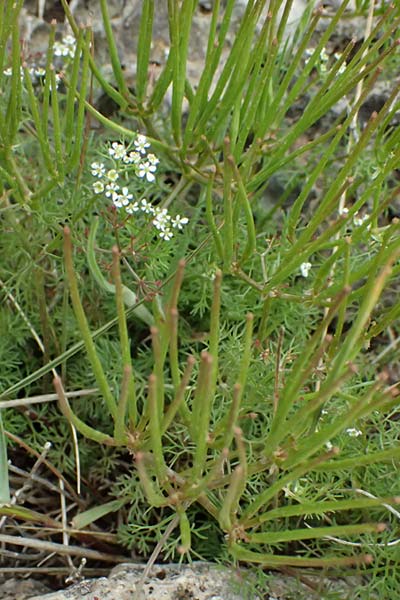 Scandix pecten-veneris \ Echter Venuskamm / Shepherd's Needle, GR Peloponnes, Chelmos 18.5.2024