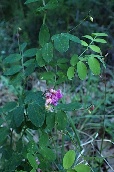 Lathyrus niger \ Schwarze Platterbse / Black Pea, GR Peloponnes, Chelmos, Limni Doxa 22.5.2024