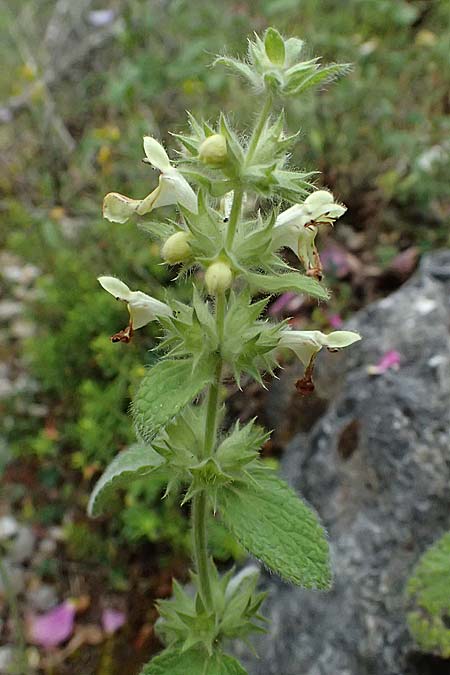 Stachys parolinii \ Parolini-Ziest / Parolini's Woundwort, GR Peloponnes, Taygetos 27.5.2024
