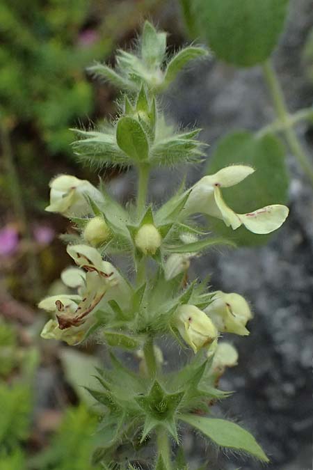 Stachys parolinii \ Parolini-Ziest / Parolini's Woundwort, GR Peloponnes, Taygetos 27.5.2024