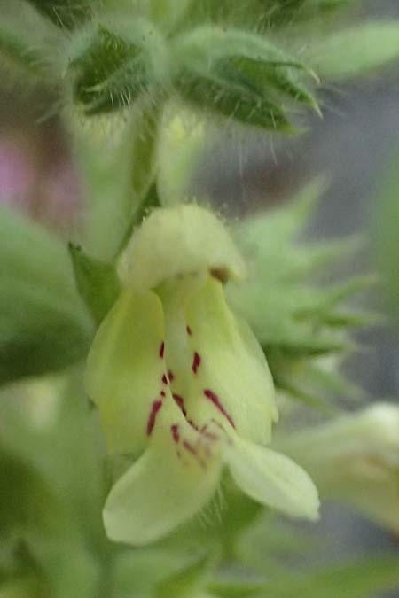 Stachys parolinii \ Parolini-Ziest / Parolini's Woundwort, GR Peloponnes, Taygetos 27.5.2024