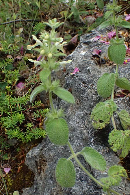 Stachys parolinii \ Parolini-Ziest / Parolini's Woundwort, GR Peloponnes, Taygetos 27.5.2024
