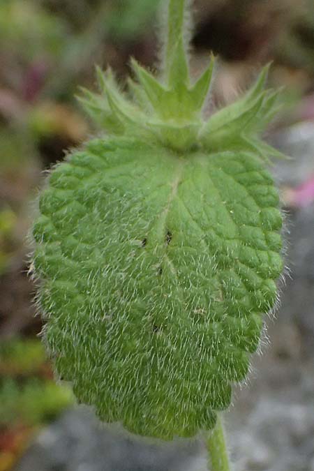Stachys parolinii \ Parolini-Ziest / Parolini's Woundwort, GR Peloponnes, Taygetos 27.5.2024