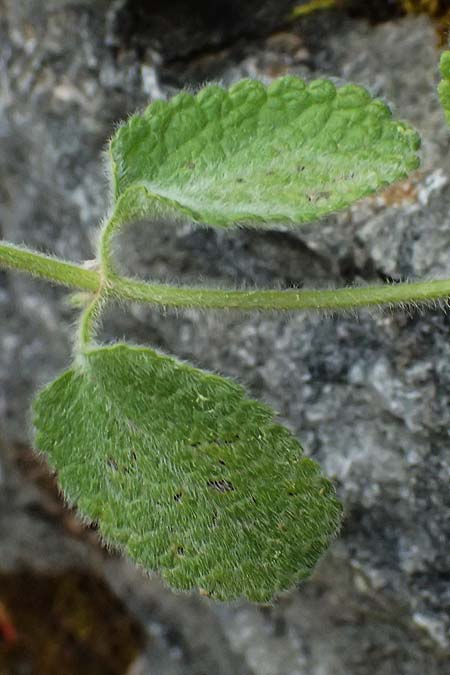 Stachys parolinii \ Parolini-Ziest / Parolini's Woundwort, GR Peloponnes, Taygetos 27.5.2024