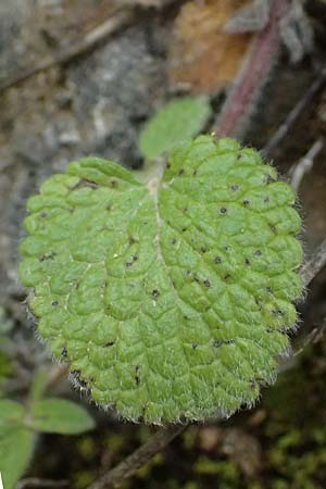 Stachys parolinii \ Parolini-Ziest / Parolini's Woundwort, GR Peloponnes, Taygetos 27.5.2024