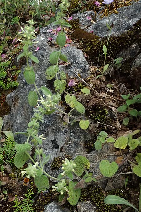 Stachys parolinii \ Parolini-Ziest / Parolini's Woundwort, GR Peloponnes, Taygetos 27.5.2024