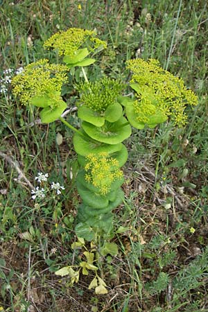 Smyrnium rotundifolium \ Rundbl&auml;ttrige Gelbdolde / Round-Leaved Alexanders, GR Peloponnes, Zarouchla Tal / Valley 19.5.2008