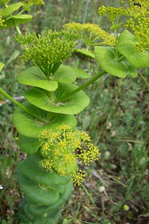 Smyrnium rotundifolium \ Rundbl&auml;ttrige Gelbdolde / Round-Leaved Alexanders, GR Peloponnes, Zarouchla Tal / Valley 19.5.2008