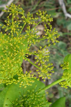 Smyrnium rotundifolium \ Rundbl&auml;ttrige Gelbdolde / Round-Leaved Alexanders, GR Peloponnes, Zarouchla Tal / Valley 19.5.2008