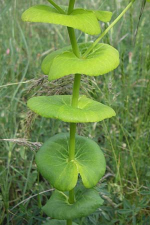 Smyrnium rotundifolium \ Rundbl&auml;ttrige Gelbdolde / Round-Leaved Alexanders, GR Peloponnes, Zarouchla Tal / Valley 19.5.2008