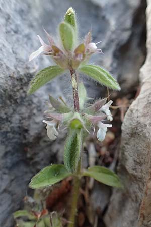 Sideritis romana \ R�misches Gliedkraut / Common Sideritis, GR Athen 10.4.2019