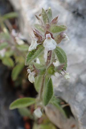 Sideritis romana \ R�misches Gliedkraut / Common Sideritis, GR Athen 10.4.2019
