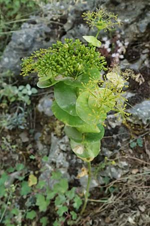 Smyrnium rotundifolium \ Rundbl&auml;ttrige Gelbdolde / Round-Leaved Alexanders, GR Peloponnes, Mt. Kyllini, Steno 19.5.2024