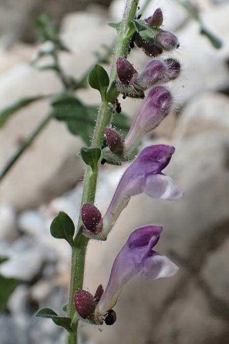 Scutellaria rupestris subsp. caroli-henrici \ Peloponnes-Helmkraut / Peloponese Skullcap, GR Peloponnes, Taygetos, Viros - Schlucht / Gorge 25.5.2024