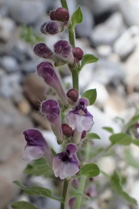 Scutellaria rupestris subsp. caroli-henrici \ Peloponnes-Helmkraut / Peloponese Skullcap, GR Peloponnes, Taygetos, Viros - Schlucht / Gorge 25.5.2024