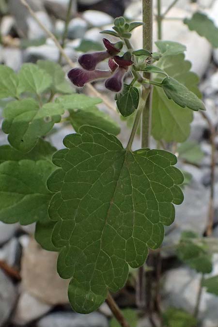 Scutellaria rupestris subsp. caroli-henrici \ Peloponnes-Helmkraut / Peloponese Skullcap, GR Peloponnes, Taygetos, Viros - Schlucht / Gorge 25.5.2024