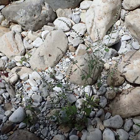 Scutellaria rupestris subsp. caroli-henrici \ Peloponnes-Helmkraut / Peloponese Skullcap, GR Peloponnes, Taygetos, Viros - Schlucht / Gorge 25.5.2024