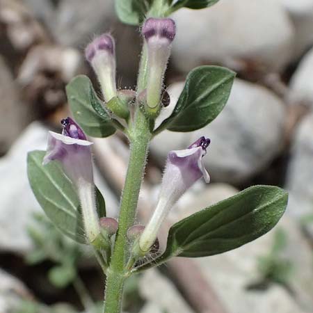 Scutellaria rupestris subsp. caroli-henrici \ Peloponnes-Helmkraut / Peloponese Skullcap, GR Peloponnes, Taygetos, Viros - Schlucht / Gorge 25.5.2024