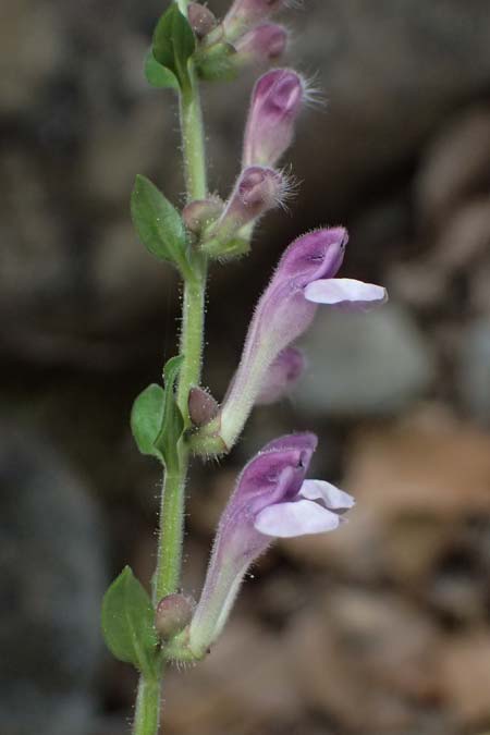 Scutellaria rupestris subsp. caroli-henrici \ Peloponnes-Helmkraut / Peloponese Skullcap, GR Peloponnes, Taygetos, Viros - Schlucht / Gorge 25.5.2024