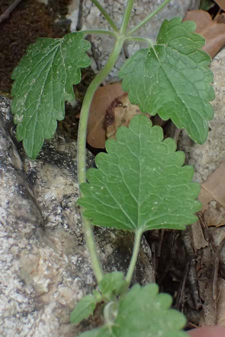 Scutellaria rupestris subsp. caroli-henrici \ Peloponnes-Helmkraut / Peloponese Skullcap, GR Peloponnes, Taygetos, Viros - Schlucht / Gorge 25.5.2024