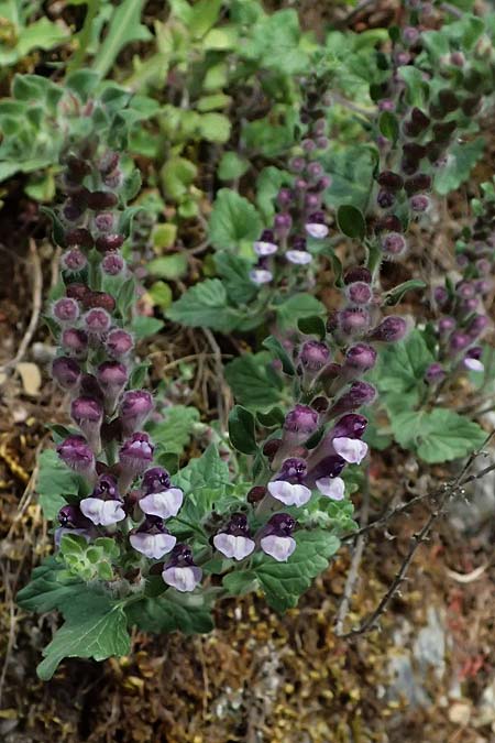 Scutellaria rupestris subsp. caroli-henrici \ Peloponnes-Helmkraut / Peloponese Skullcap, GR Peloponnes, Taygetos 27.5.2024