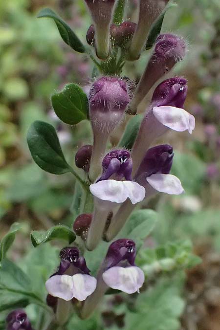 Scutellaria rupestris subsp. caroli-henrici \ Peloponnes-Helmkraut / Peloponese Skullcap, GR Peloponnes, Taygetos 27.5.2024
