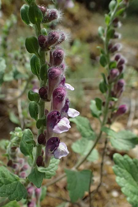 Scutellaria rupestris subsp. caroli-henrici \ Peloponnes-Helmkraut / Peloponese Skullcap, GR Peloponnes, Taygetos 27.5.2024