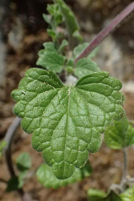 Scutellaria rupestris subsp. caroli-henrici \ Peloponnes-Helmkraut / Peloponese Skullcap, GR Peloponnes, Taygetos 27.5.2024