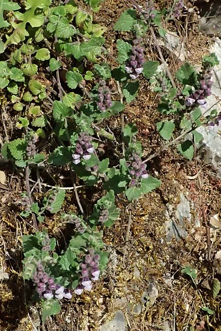 Scutellaria rupestris subsp. caroli-henrici \ Peloponnes-Helmkraut / Peloponese Skullcap, GR Peloponnes, Taygetos 27.5.2024