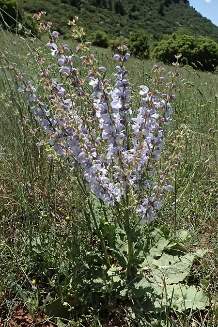 Salvia sclarea \ Muskateller-Salbei / Clary Sage, GR Peloponnes, Chelmos, Klitoria 23.5.2024
