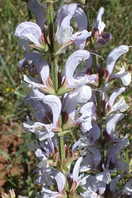 Salvia sclarea \ Muskateller-Salbei / Clary Sage, GR Peloponnes, Chelmos, Klitoria 23.5.2024