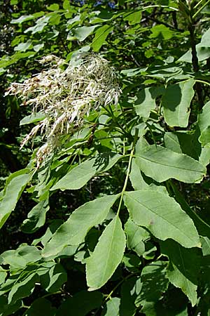 Fraxinus ornus \ Blumen-Esche, Manna-Esche / Manna Ash, GR Zagoria, Vikos - Schlucht / Gorge 15.5.2008